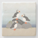 Search for puffin coasters Animals