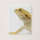Search for bearded dragon puzzles Reptiles