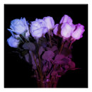 Search for black white rose photography art Botanical