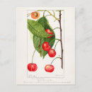 Search for cherry postcards Vintage