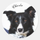 Search for border collies stickers Puppies