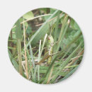 Recherche de sauterelle magnets Herbe