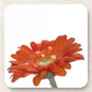 Recherche de gerbera orange Photographie