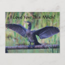 Recherche de cormoran cartes postales Sauvage