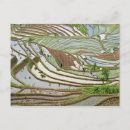 Recherche de yunnan cartes postales Agriculture
