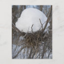 Recherche de oiseaux en hiver cartes postales Neige
