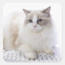 Recherche de ragdoll autocollants Animal