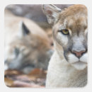 Search for pumas stickers Predator