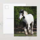 Search for vanner postcards Black and white