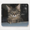 Search for siberian cat mousepads Animals