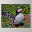 Search for atlantic puffin posters Birds
