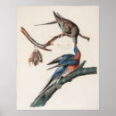 Recherche de naturaliste art Audubon
