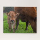 Search for dairy farm puzzles Cattle