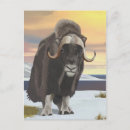 Recherche de muskox posters Canada