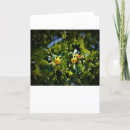 Recherche de arbre peuplier cartes postales Fleur