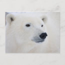 Search for predator postcards Polar bear