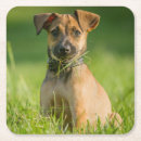 Search for sheepdog barware Animal