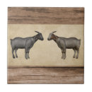 Recherche de chèvre carreaux Ferme