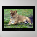 Recherche de safari africain posters Lion