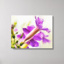 Recherche de fleur de trompette Violet