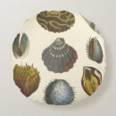 Search for clam shell pillows Seashell
