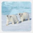 Search for two bears stickers Animals