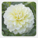 Recherche de dahlias autocollants Floral