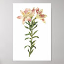 Search for peruvian lily posters Flower
