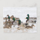 Recherche de drague cartes postales Aviaire