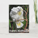 Recherche de cockatiel cartes postales Animal