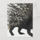 Search for security postcards Wildlife