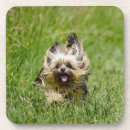 Recherche de yorkshire dessous de verres Yorkie