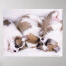 Search for sleeping dog posters Full length