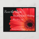 Search for gerbera invitations Black