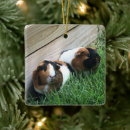 Recherche de guinea pig gifts Pigs