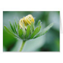 Search for durban postcards Durban botanical gardens