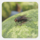 Search for giant stickers Garden