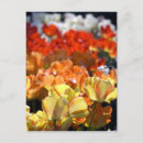 Recherche de lisse s cartes postales Hayon