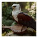 Recherche de oiseaux proie posters Oiseau de proie