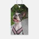 Recherche de de terrier photographie Amoureux des chiens