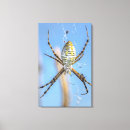 Search for orb canvas prints Spider