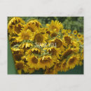 Recherche de paysage floral cartes postales Tournesol