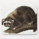 Recherche de raton tapis souris Lotor procyon