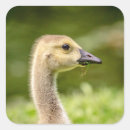 Search for canadian goose stickers Waterfowl