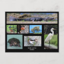 Recherche de tortue peinte cartes postales Faune
