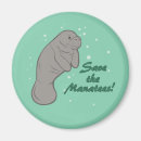 Search for manatee magnets Endangered