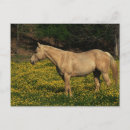 Recherche de chevaux de palomino cartes postales Équine