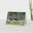 Search for monkey get well cards Chimp