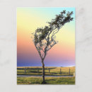 Recherche de arbre solitaire cartes postales Ciel