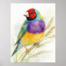 Recherche de gouldian posters Tropical
